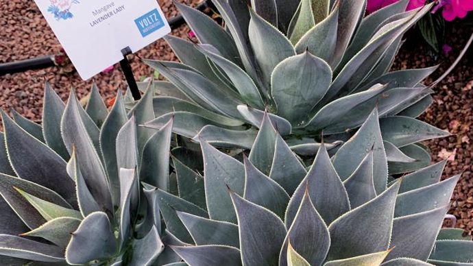 Mangave Lavender ‘?Lady’ ©P.Fayolle